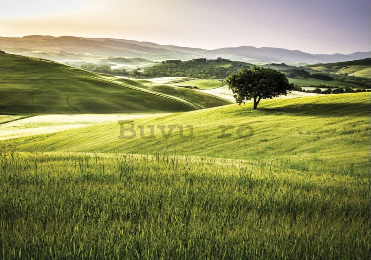 Fototapet vlies: Toscana verde - 300x210 cm
