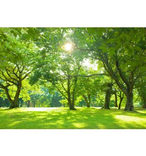 Fototapet vlies: Soare în parc - 416x254 cm