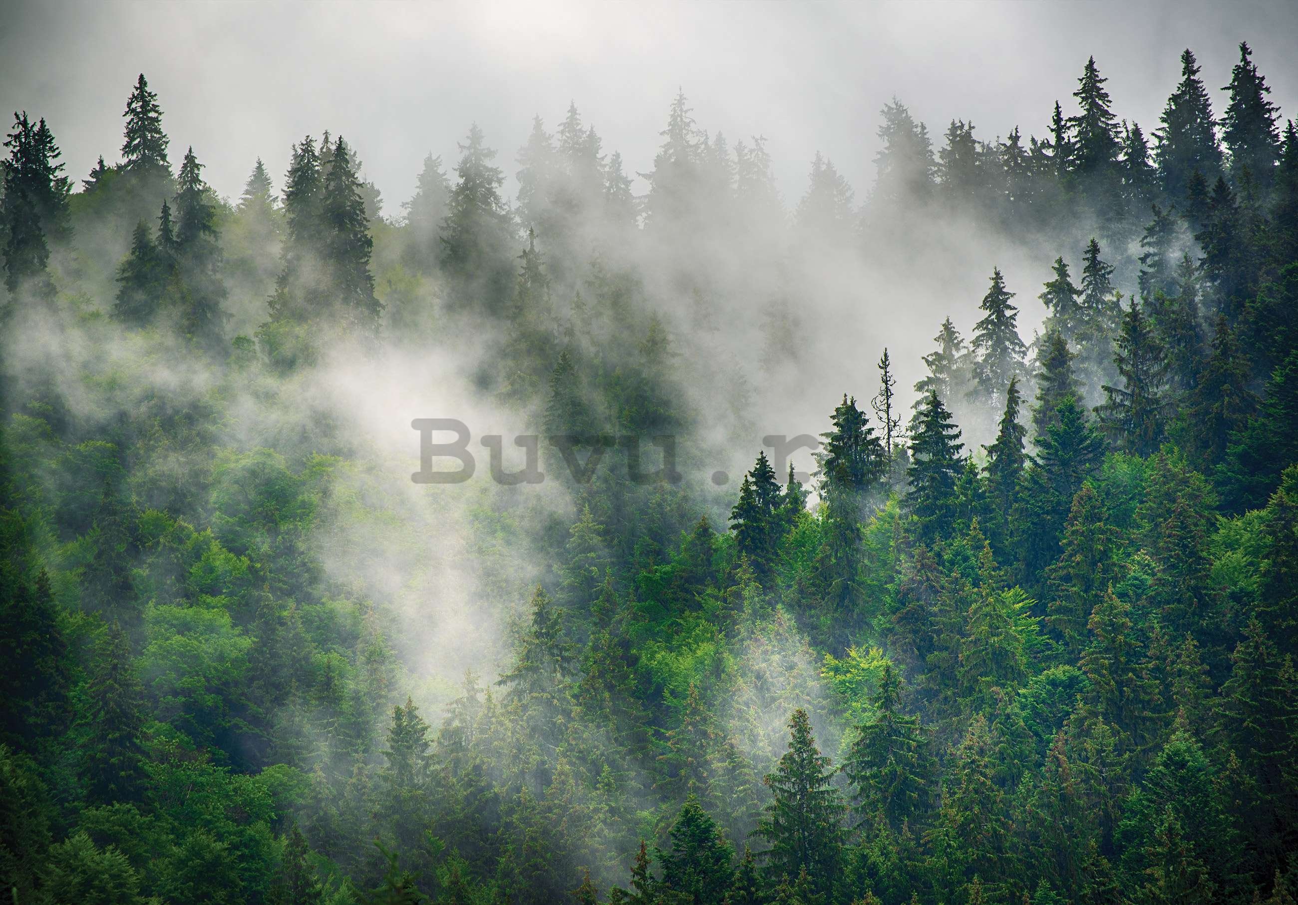 Fototapet vlies: Ceață peste pădure (5) - 254x184 cm