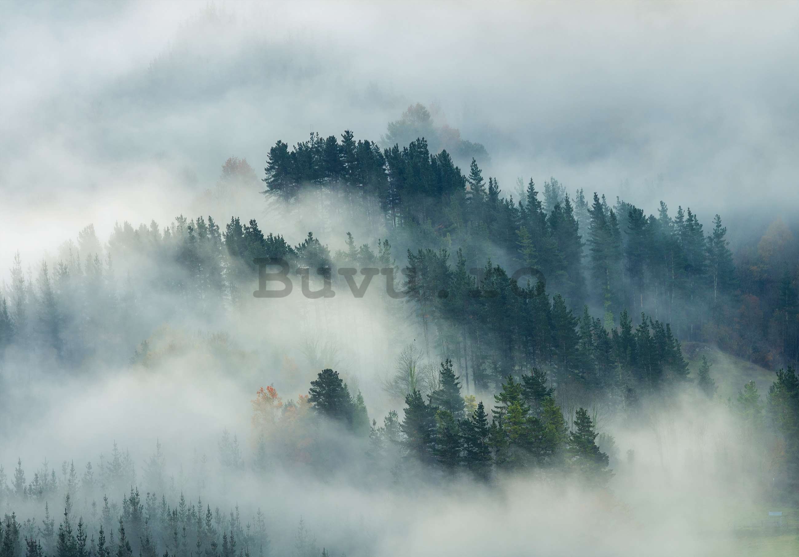 Fototapet vlies: Ceață peste pădure (4) - 368x254 cm