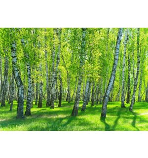 Fototapet vlies: Pădurea de mesteacăn - 368x254 cm