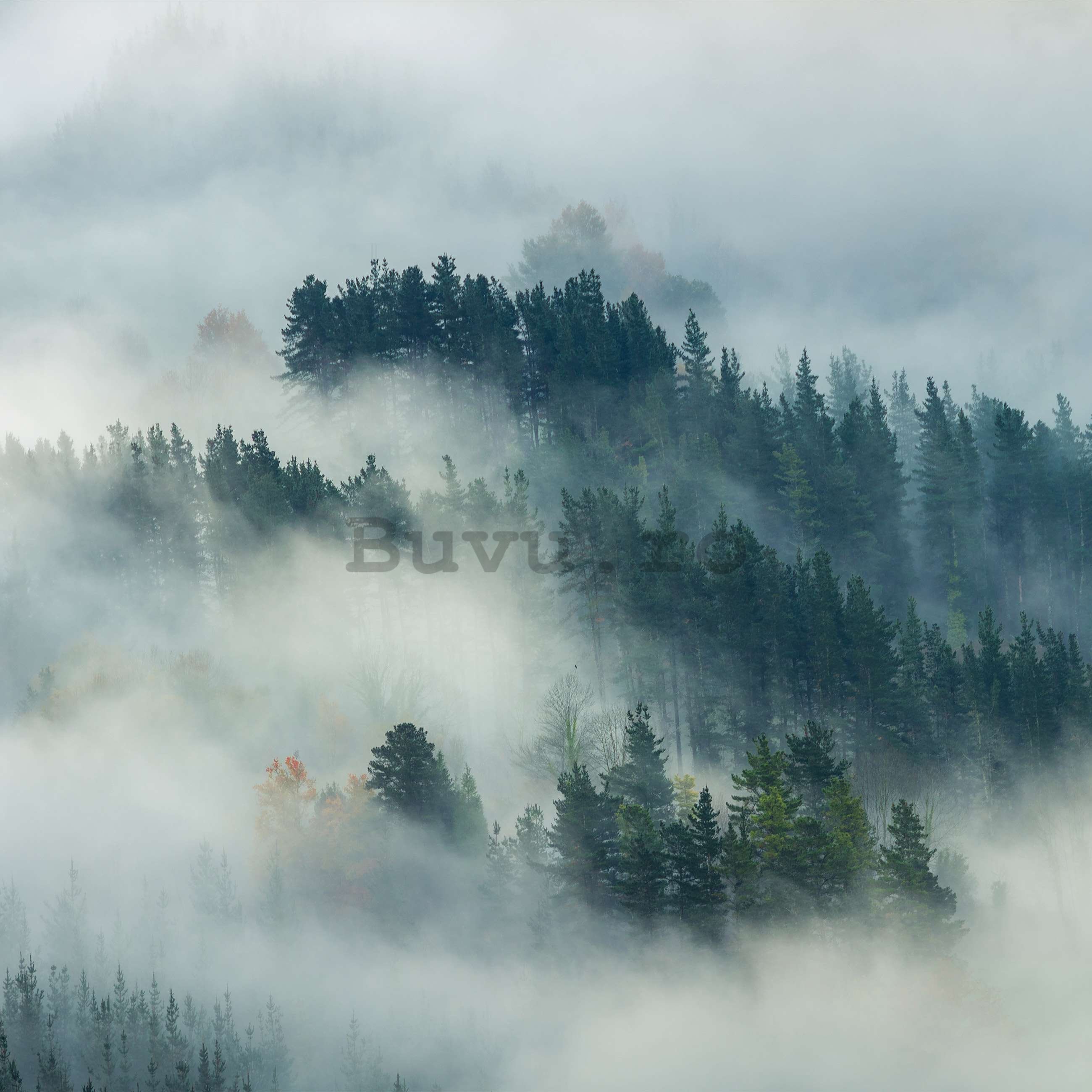 Fototapet vlies: Ceață peste pădure (4) - 416x254 cm