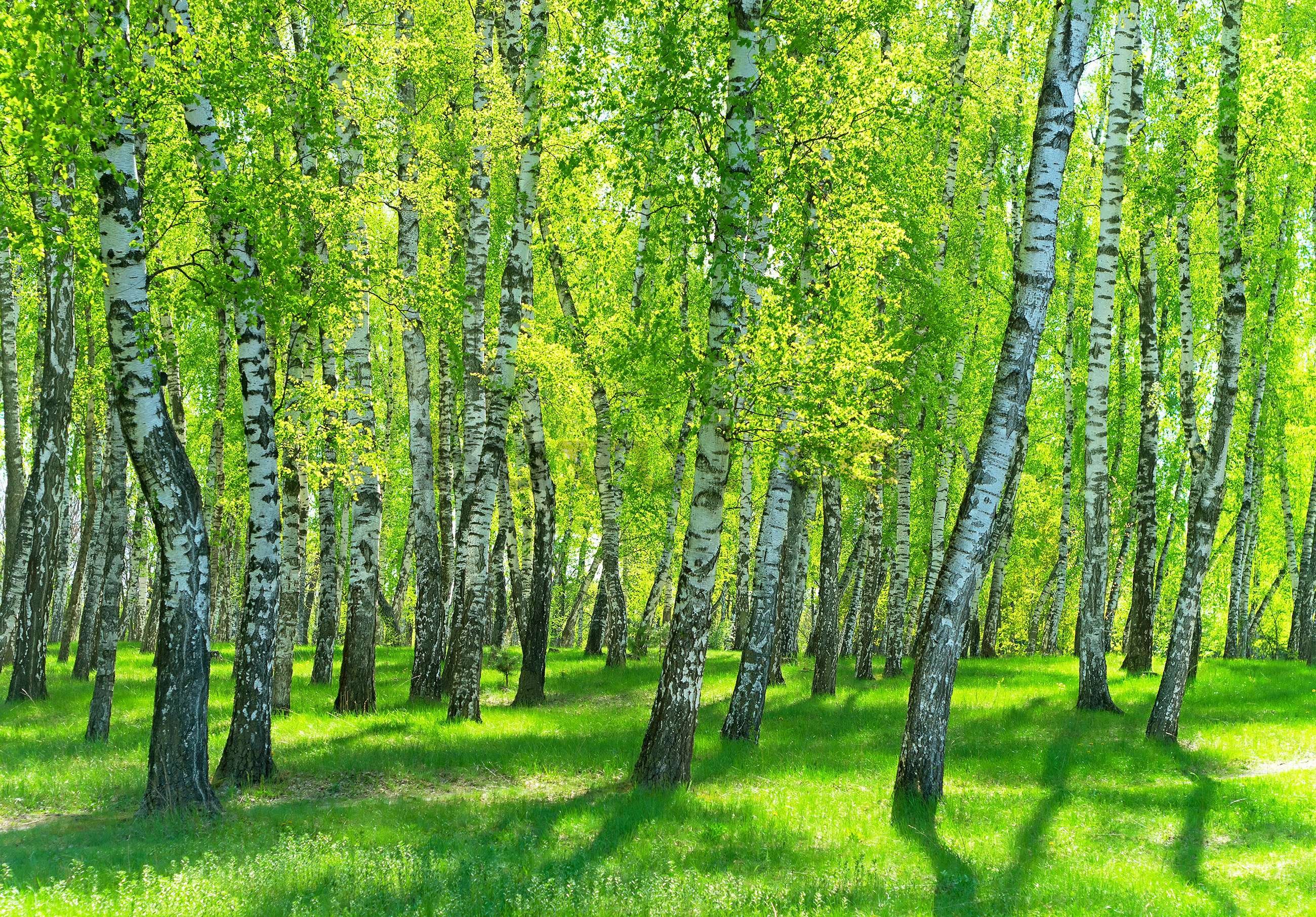 Fototapet vlies: Pădurea de mesteacăn - 416x254 cm