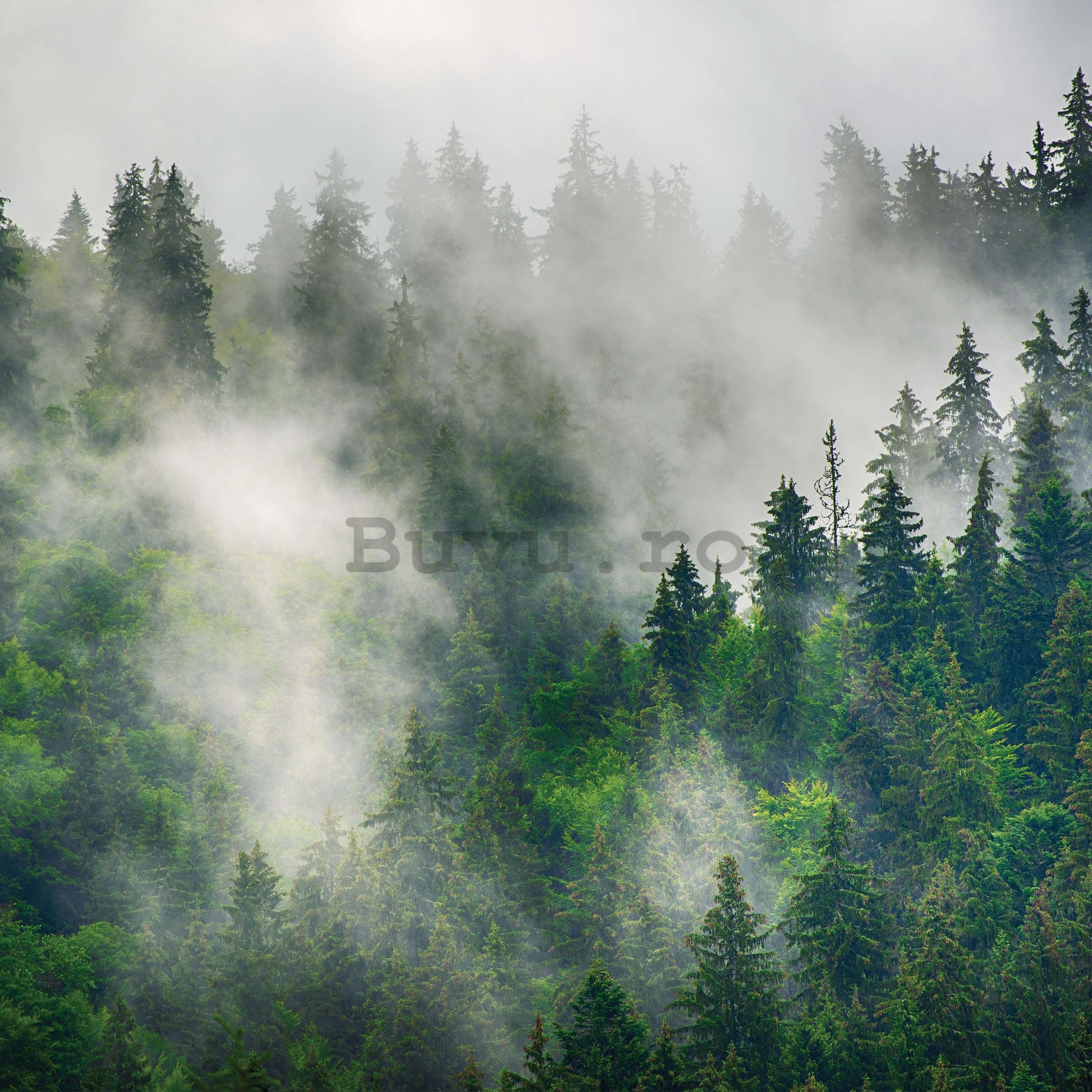 Fototapet vlies: Ceață peste pădure (5) - 416x254 cm