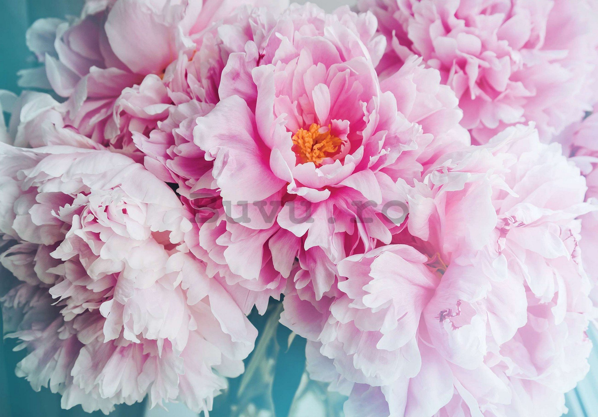 Fototapet vlies: Floare de bujor - 254x184 cm