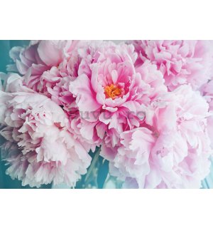 Fototapet vlies: Floare de bujor - 254x184 cm
