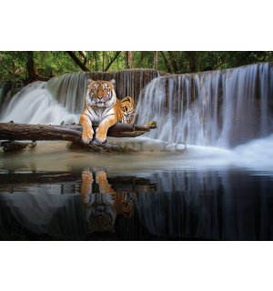 Fototapet vlies: Tigru la cascadă - 254x184 cm