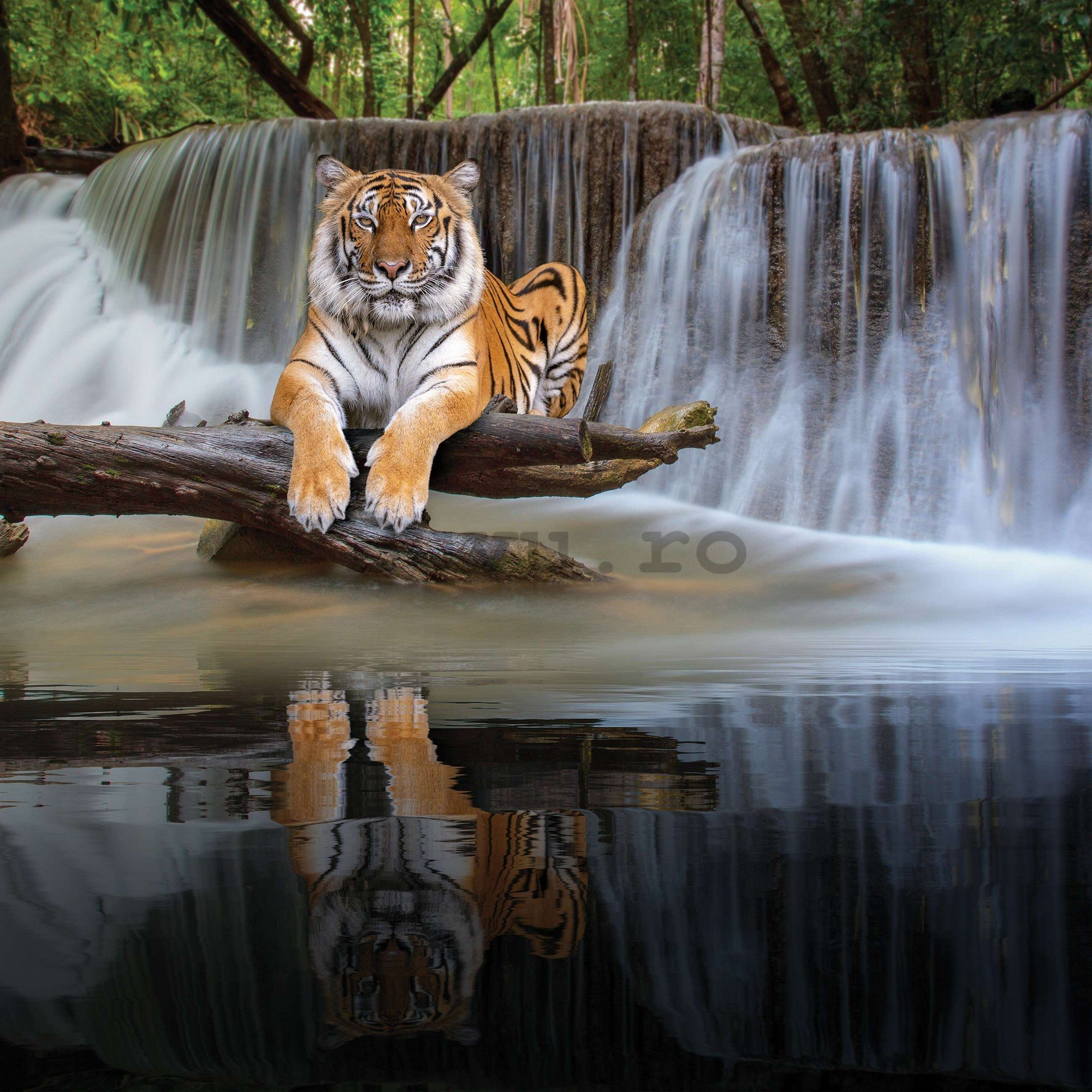 Fototapet vlies: Tigru la cascadă - 368x254 cm