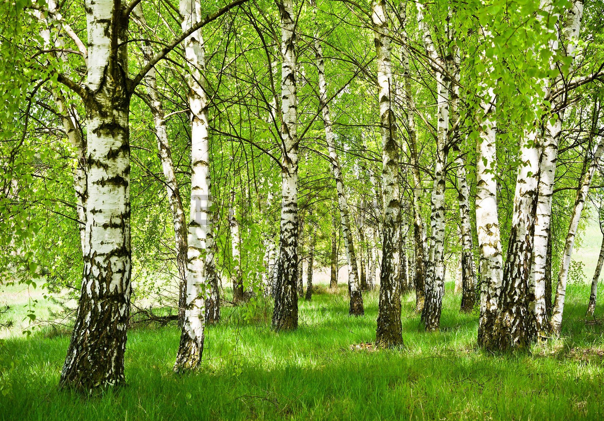 Fototapet vlies: Pădurea de mesteacăn - 416x254 cm