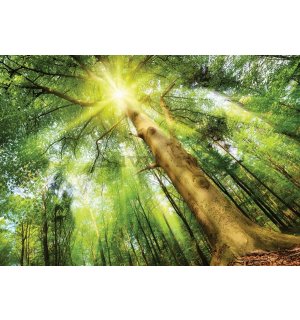 Fototapet: Soarele în pădure (1) - 184x254 cm