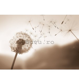 Fototapet vlies: Nature meadow dandelion sky - 254x184 cm