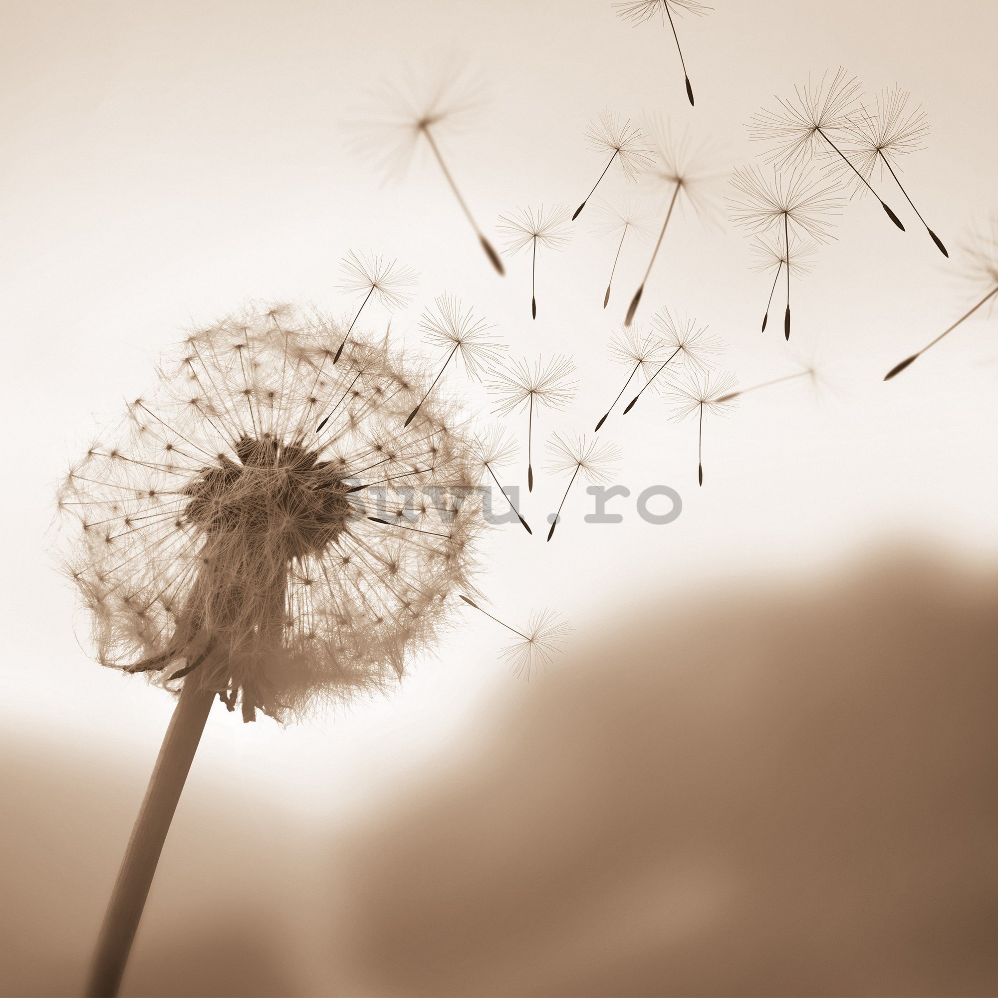 Fototapet vlies: Nature meadow dandelion sky - 208x146 cm