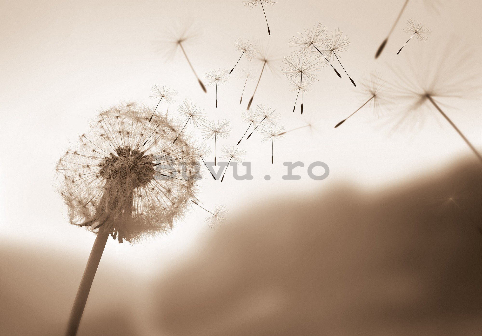 Fototapet vlies: Nature meadow dandelion sky - 312x219cm
